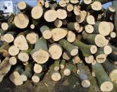drewno – sprzedaż2
